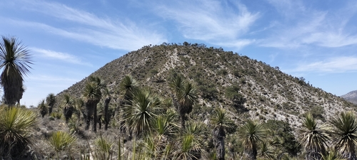 Image of Nolina parviflora by (c) Tereso Hernández Morales, some rights reserved (CC BY)
