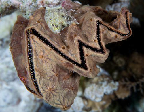 Cockscomb Oyster