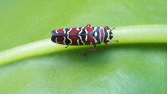 Agrosoma placetis