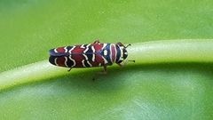Agrosoma placetis