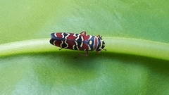 Agrosoma placetis