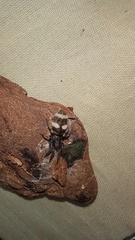 Latonigena
