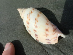 Alcithoe arabica