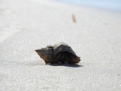 Clibanarius vittatus