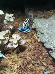 Dendrobates tinctorius