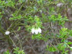 Vaccinium myrsinites