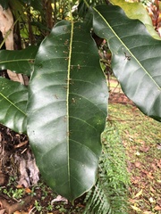 Chionanthus ramiflorus