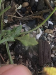 Trichoptilium incisum