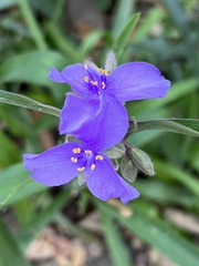 Tradescantia gigantea