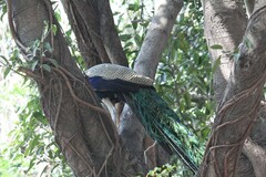 Pavo cristatus