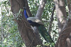 Pavo cristatus