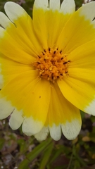 Layia platyglossa