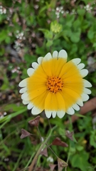 Layia platyglossa