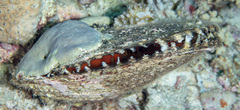 Pinctada margaritifera