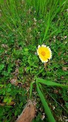 Layia platyglossa