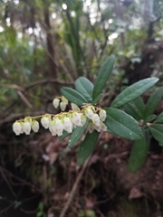Pieris phillyreifolia
