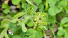 Layia platyglossa