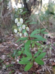 Pieris phillyreifolia