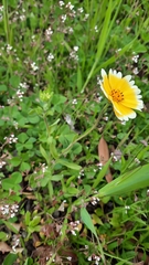 Layia platyglossa