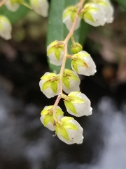 Pieris phillyreifolia