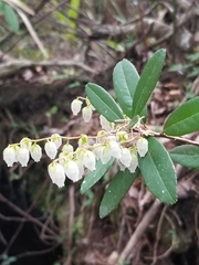 Pieris phillyreifolia