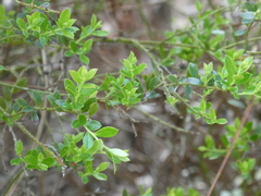 Vaccinium myrsinites