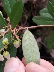 Pieris phillyreifolia