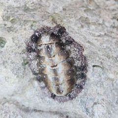Acanthopleura granulata