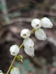 Pieris phillyreifolia