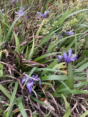 Iris douglasiana