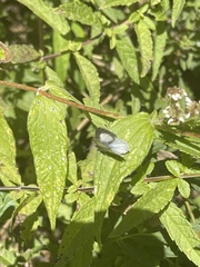 Celastrina echo