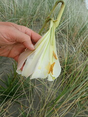 Lilium formosanum