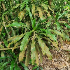 Dracaena fragrans