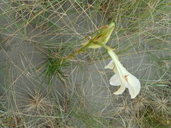 Lilium formosanum