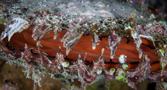 Pinctada margaritifera