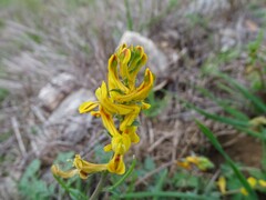 Corydalis aurea