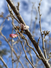 Coursetia glandulosa