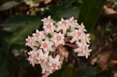Hoya verticillata