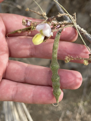 Coursetia glandulosa