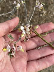 Coursetia glandulosa