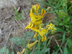 Corydalis aurea