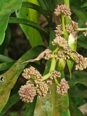 Dracaena fragrans