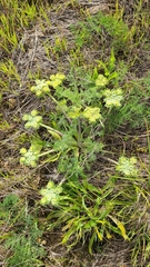 Lomatium dasycarpum