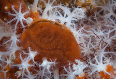 Mimachlamys asperrima