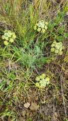 Lomatium dasycarpum