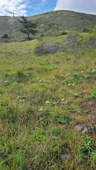 Lomatium dasycarpum