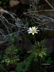 Anemone tuberosa