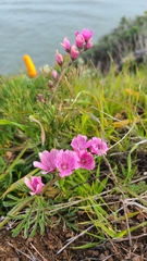 Sidalcea malviflora