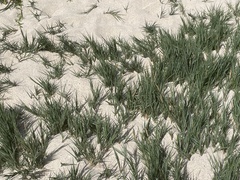 Sporobolus virginicus