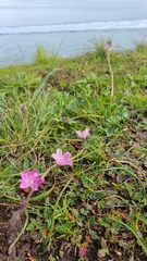 Sidalcea malviflora